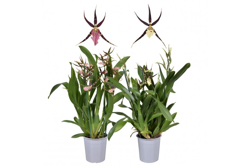 Brassia shelob tolkien mix 2 tak kort 