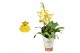 Oncidium Oncidium minder vertakt 1 tak kort 12 cm 