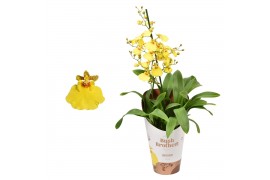 Oncidium Oncidium minder vertakt 1 tak kort 12 cm