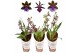 Zygopetalum louisendorf 2 tak mix - jong 