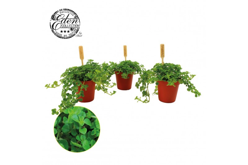 Pilea depressa 