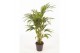 Howea forsteriana 6pp 