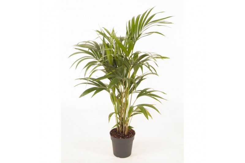 Howea forsteriana 6pp 