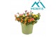 Portulaca mix 
