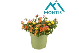 Portulaca mix