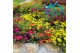 Portulaca mix 