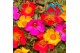 Portulaca mix 