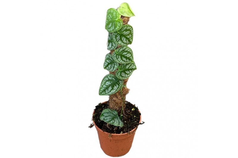 Monstera dubia (juveniel) 