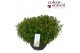 Iberis mermaid lavender Iberis Mermaid Lavender P30 40 bl. 