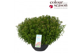 Iberis mermaid lavender Iberis Mermaid Lavender P30 40 bl.