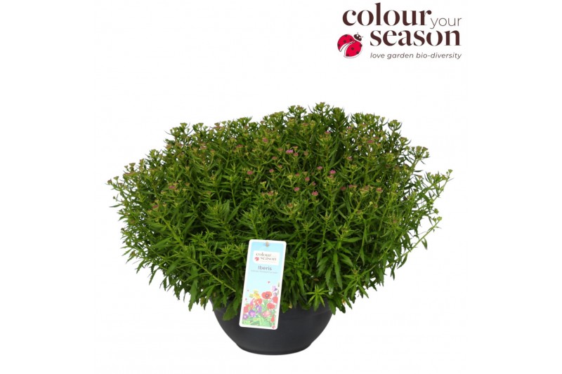 Iberis mermaid lavender Iberis Mermaid Lavender P30 40 bl. 