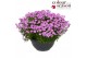 Iberis mermaid lavender Iberis Mermaid Lavender P30 40 bl. 