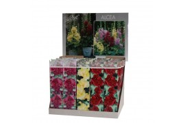 Alcea spring celebrities crimson mix