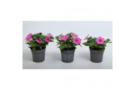 Petunia pink cascadia Petunia roze