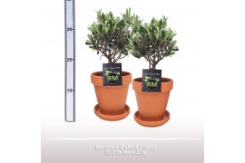 Olea europaea Olea struik TC Pot + Schotel