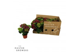Hydrangea speedy red Rood 3-5 Bloem - Zonder Hoes