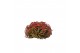 Tillandsia ionantha clumb large red 