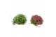 Tillandsia ionantha clumb large mix 