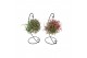 Tillandsia arrangement Tillandsia ionantha clumb hanger medium 1 pp 