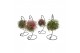 Tillandsia arrangement Tillandsia ionantha clumb hanger medium 1 pp 