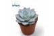 Echeveria Blue Star 