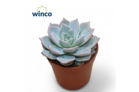 Echeveria Blue Star