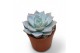 Echeveria Blue Star 