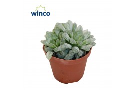 Haworthia cymbiformis Variegata