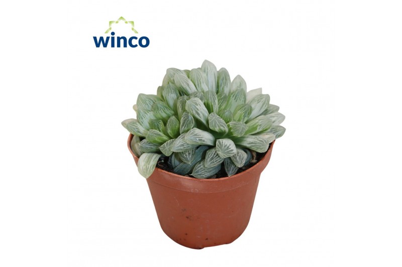 Haworthia cymbiformis Variegata 