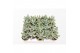 Pachyphytum compactum bracteosum fitkai 