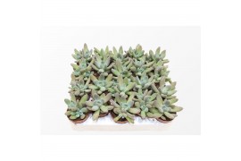 Pachyphytum compactum bracteosum fitkai