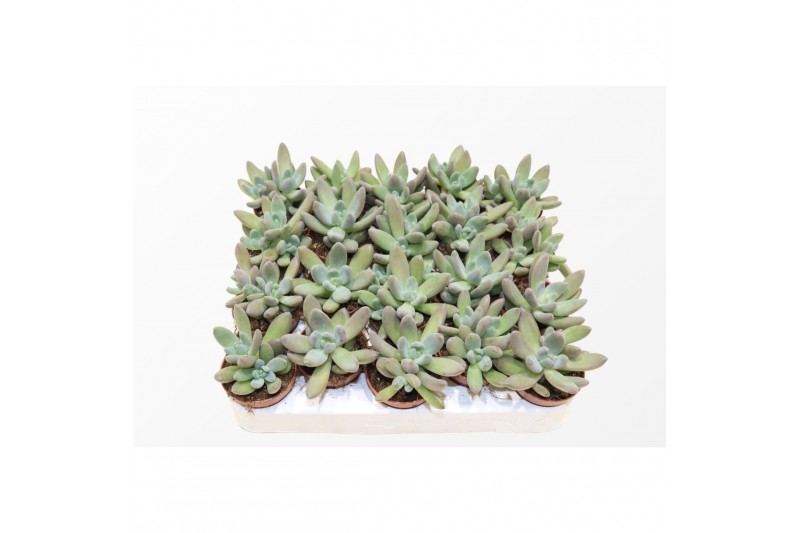 Pachyphytum compactum bracteosum fitkai Pachyphytum compactum bracteosum fitkai