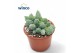 Adromischus maculatus Adromischus Marianiae Herrei Lime Drops 