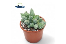 Adromischus maculatus Adromischus Marianiae Herrei Lime Drops