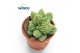 Adromischus maculatus Adromischus Marianiae Herrei Lime Drops 