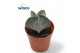 Astrophytum myriostigma 