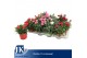 Dianthus mix Mixtray - TonSurTon 