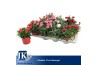 Dianthus mix Mixtray - TonSurTon