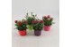 Dianthus mix Mixtray - TonSurTon 