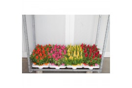 Celosia argentea plumosa grp kelos fire mix
