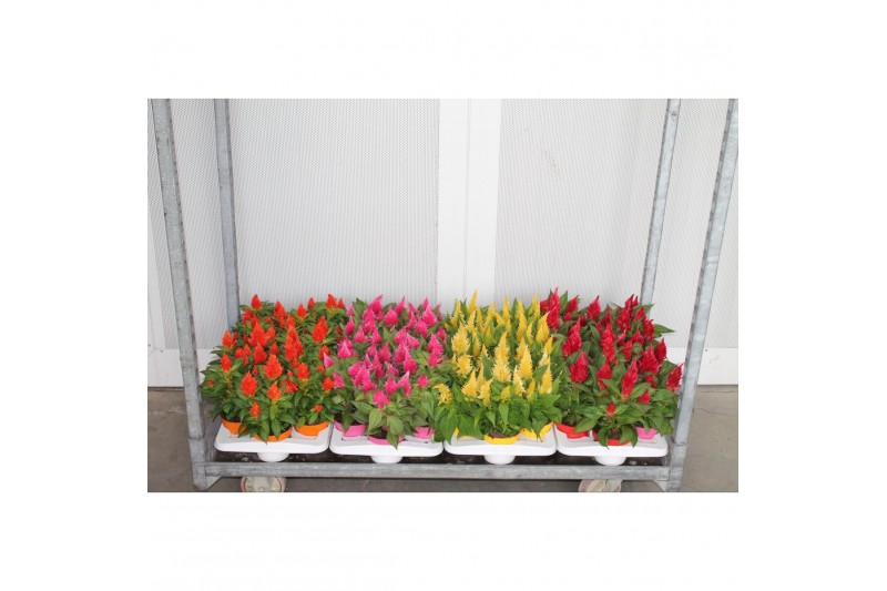 Celosia argentea plumosa grp kelos fire mix Celosia argentea plumosa grp kelos fire mix