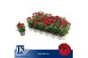 Dianthus oscar cherry Dark Red