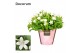 Campanula port. ice white decorum 