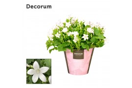 Campanula port. ice white decorum