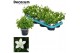 Campanula port. ice white decorum 