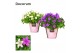 Campanula port. porto mix decorum 