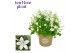Campanula port. ice white 