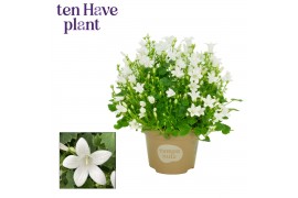 Campanula port. ice white