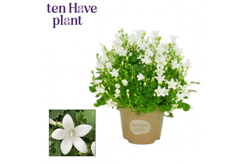 Campanula port. ice white 