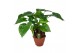 Alocasia cucullata Alocasia Multitrunk green 19 cm 1 pp 